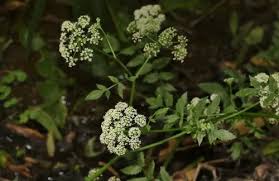 Attēlu rezultāti vaicājumam “Berula erecta leaf”