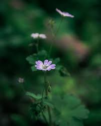 Attēlu rezultāti vaicājumam “Geranium pusillum flower”