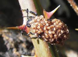 Attēlu rezultāti vaicājumam “Poecilochirus sp.”