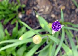 Attēlu rezultāti vaicājumam “Allium holandicum bud”