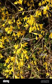 Attēlu rezultāti vaicājumam “Forsythia suspensa”