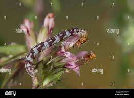 Attēlu rezultāti vaicājumam “Eupithecia centaureata”