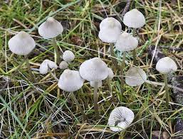 Attēlu rezultāti vaicājumam “Mycena filopes”