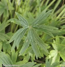 Attēlu rezultāti vaicājumam “Pulsatilla patens fruit”