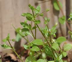 Attēlu rezultāti vaicājumam “Stellaria crassifolia leaf”