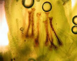 Attēlu rezultāti vaicājumam “Pseudobryum cinclidioides cells”