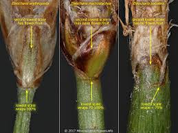 Attēlu rezultāti vaicājumam “Eleocharis uniglumis fruit”