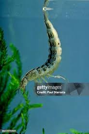 Attēlu rezultāti vaicājumam “Dytiscus sp. larva”