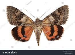 Attēlu rezultāti vaicājumam “Catocala nupta”