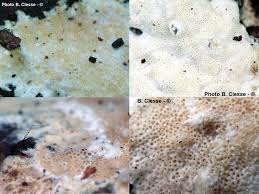 Attēlu rezultāti vaicājumam “Porotheleum fimbriatum”