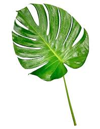 Attēlu rezultāti vaicājumam “leaf”