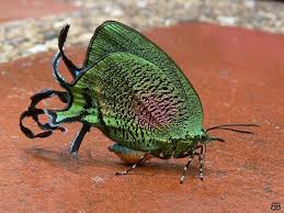 Attēlu rezultāti vaicājumam “Arcyria imperialis macro”