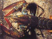 Image result for Homarus americanus