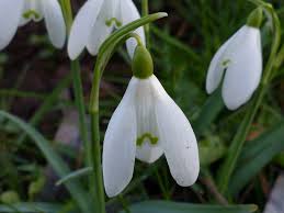 Attēlu rezultāti vaicājumam “Galanthus nivalis fruit”