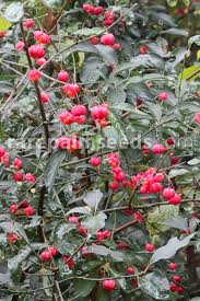 Attēlu rezultāti vaicājumam “Euonymus europaeus”