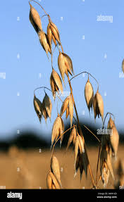 Attēlu rezultāti vaicājumam “Avena sativa”