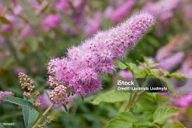 Attēlu rezultāti vaicājumam “Spiraea salicifolia”