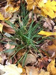 Attēlu rezultāti vaicājumam “Carex digitata fruit”