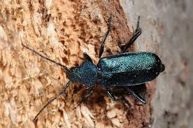 Attēlu rezultāti vaicājumam “Callidium violaceum”