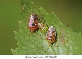 Attēlu rezultāti vaicājumam “Elasmucha grisea imago”