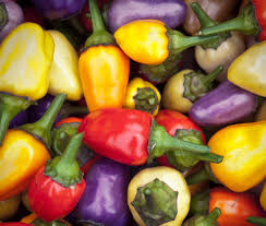 Afbeeldingsresultaat voor kosmonaut volkov 68D tomato