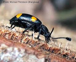 Attēlu rezultāti vaicājumam “Endomychidae”