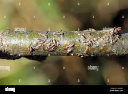 Attēlu rezultāti vaicājumam “Lepidosaphes ulmi”