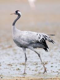 Attēlu rezultāti vaicājumam “Grus grus”