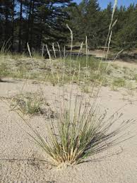 Attēlu rezultāti vaicājumam “Festuca polesica”