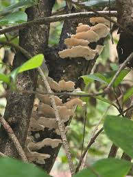 Attēlu rezultāti vaicājumam “Oxyporus”