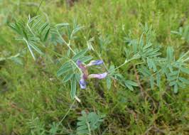 Attēlu rezultāti vaicājumam “Astragalus arenarius leaf”