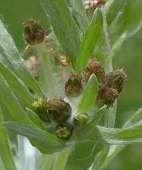 Attēlu rezultāti vaicājumam “Gnaphalium sylvaticum bud”