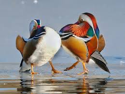 Attēlu rezultāti vaicājumam “Aix galericulata male”