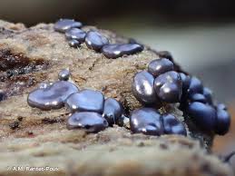 Attēlu rezultāti vaicājumam “Dianema depressum macro”