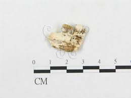 Attēlu rezultāti vaicājumam “Postia undosa”