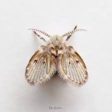 Attēlu rezultāti vaicājumam “Psychodidae”