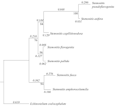 Attēlu rezultāti vaicājumam “Stemonitis marjana”