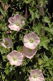 Attēlu rezultāti vaicājumam “Calystegia inflata flower”