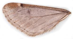 Attēlu rezultāti vaicājumam “Alsophila aescularia”