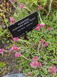 Attēlu rezultāti vaicājumam “Antennaria dioica fruit”