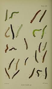 Attēlu rezultāti vaicājumam “Xanthorhoe designata”