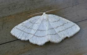 Attēlu rezultāti vaicājumam “Cabera pusaria”