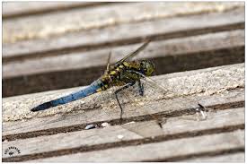 Attēlu rezultāti vaicājumam “Orthetrum cancellatum male”
