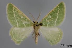 Attēlu rezultāti vaicājumam “Thetidia smaragdaria”