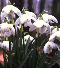 Attēlu rezultāti vaicājumam “Galanthus nivalis”