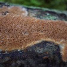 Attēlu rezultāti vaicājumam “Ceriporiopsis resinascens”