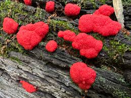 Attēlu rezultāti vaicājumam “Symphytocarpus flaccidus plasmodium”