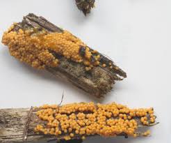 Attēlu rezultāti vaicājumam “Badhamia dubia”