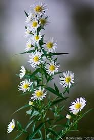 Image result for Aster lanceolatus
