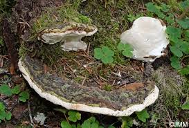 Attēlu rezultāti vaicājumam “Heterobasidion parviporum”